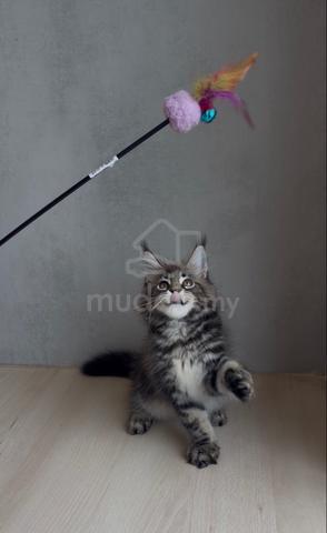 mainecoon kitten available for rehoming 🏡 - photo 3 of 3
