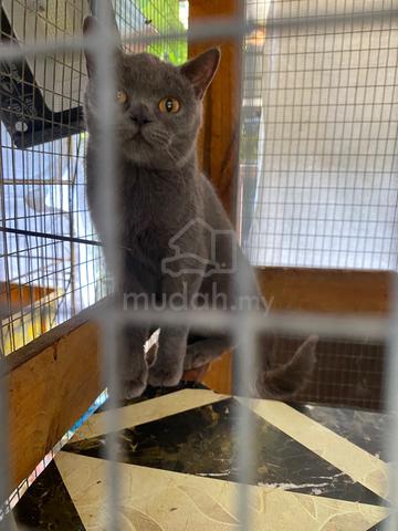 kucing - photo 2 of 3