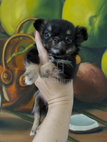 black and white Chihuahua ~5 - photo 3 of 6