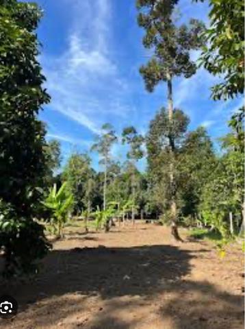 Rm138k! mature durian+palm oil land 1