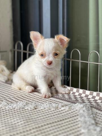 purebreed chihuahua puppy available  - photo 3 of 5