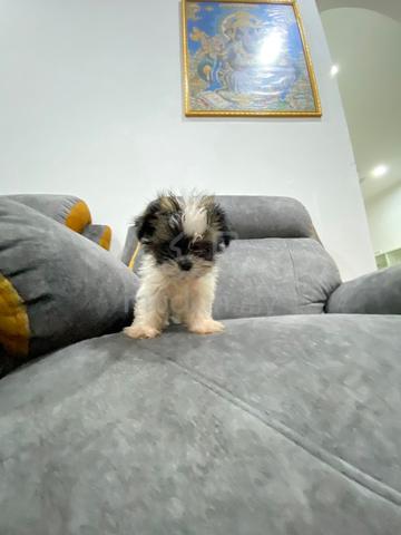 Shih Tzu puppy - photo 4 of 5