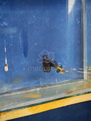 Carousel Image