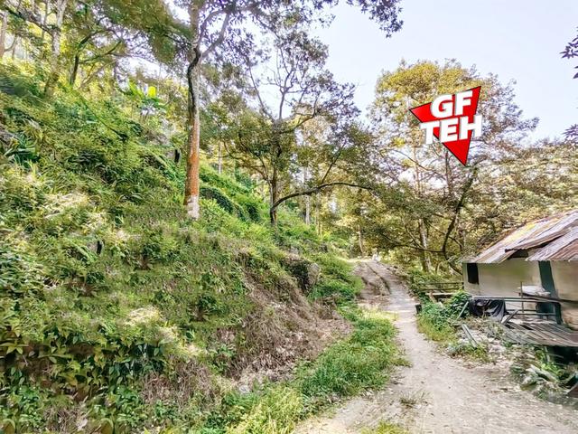12.61 acre Durian Farm | Mengkuang | Bukit Mertajam | Penang 1