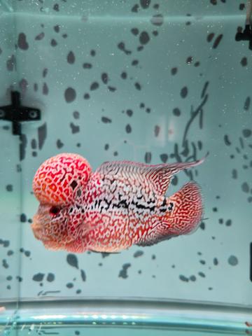 Flowerhorn kamfa F4 - photo 5 of 5