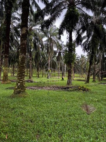 Industrial Land in Seelong/Senai for Sale 1