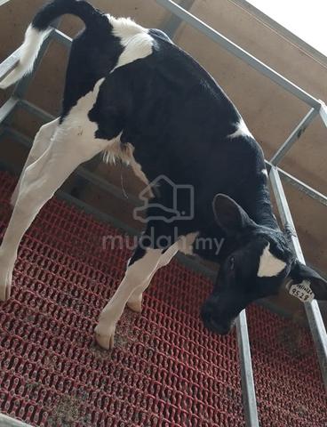 Anak Lembu Jantan Tenusu - photo 2 of 6