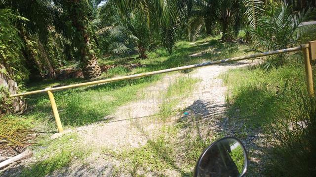 1st Lot Kebun Kelapa Sawit, Lekir Perak 1