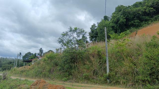 Tanah cantek 1