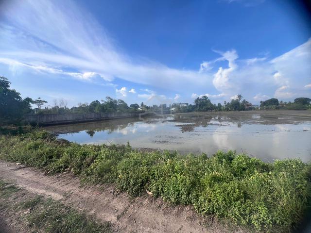 Tanah sawah padi untuk dijual 1