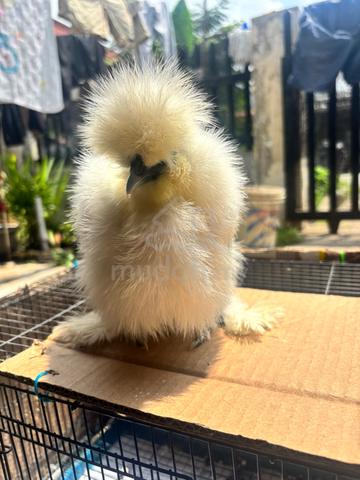 ayam americam silkie - photo 2 of 3
