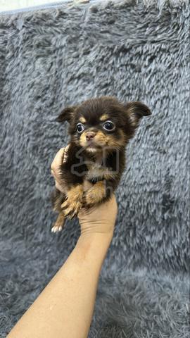 Chihuahua Male & Female Puppies M&F - photo 3 of 4