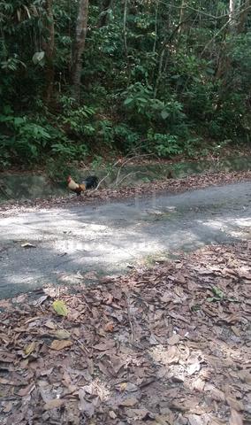tanah pertanian kuala pilah 1