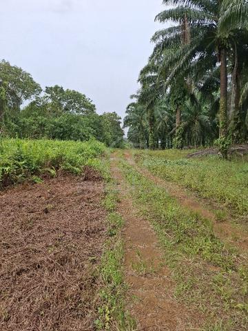 Tanah Pertanian Kota Tinggi Sungai Pelepah  1