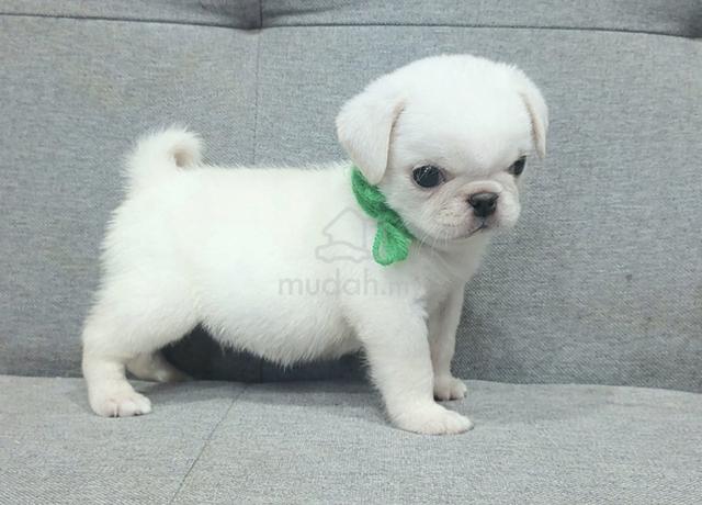 PUG PUPPIES 708🌻 Male White Color - photo 3 of 3
