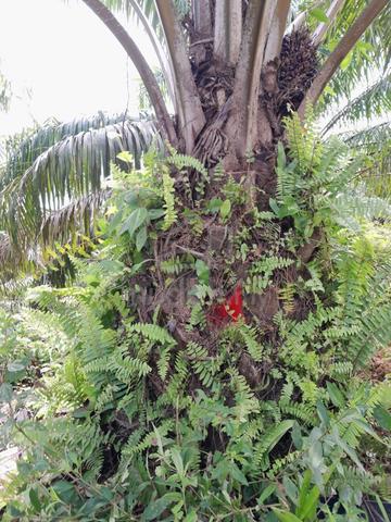 ladang kelapa sawit 5ekar di kg salong pekan pahang untuk dijual 1