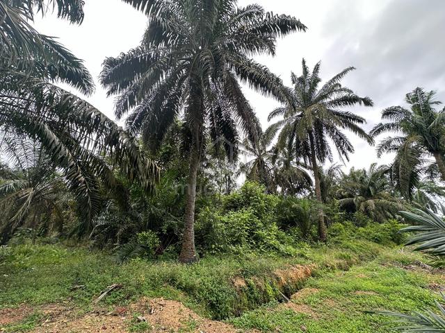 Batu 28 Pengkalan Raja Pekan Nenas Nanas Agricultural Land Residential 1