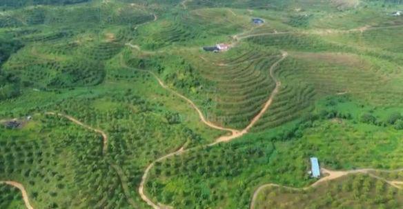 Durian Tree Land For Sale At Kuantan @ Pahang 1