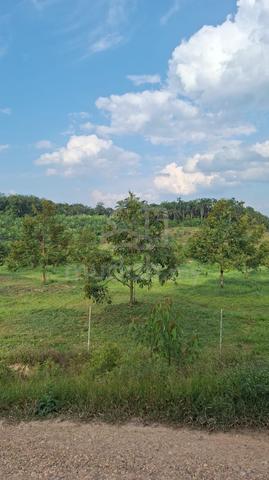 Pahang Kerdau Temerloh Nice Well Managed Durian Orchard For Sale 1