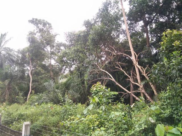 [TURUN HARGA] Tanah Pertanian di Perkampungan Atong,Sg Lembing Kuantan 1