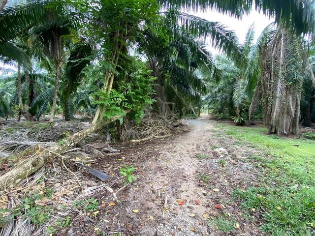 TANAH PERTANIAN SERKAT, PONTiAN UNTUK DIJUAL 1
