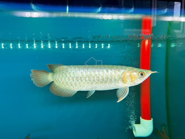 Carousel Image