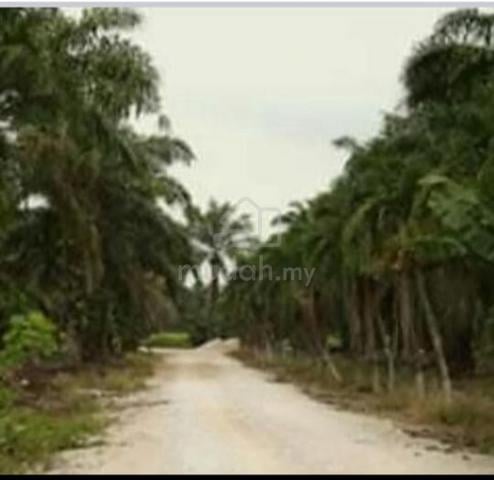 ladang sawit untuk djiual diperak 1