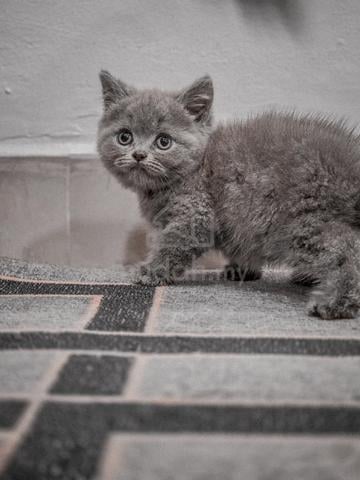 BSH Kitten - photo 5 of 5