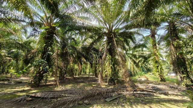 Pontian - Tanah Pertanian 1.19 Ekar Di Ayer Baloi Non Bumi 1