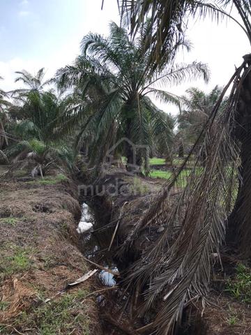 Kebun Sawit Merlimau 1