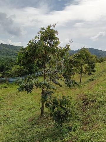 GAMBANG Musang Land King Black Thorn Fruits Freehold Land 1