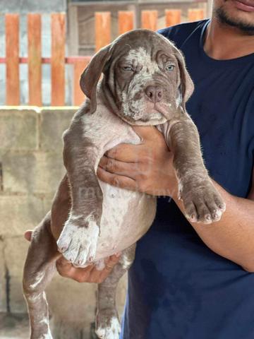 Pitbull XXL Puppy Big Size Blue Eyes Pets for sale in Taiping Perak