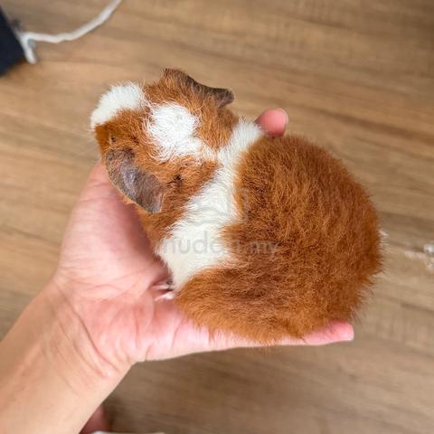 Teddy bear guinea pig tikus belanda - photo 2 of 2