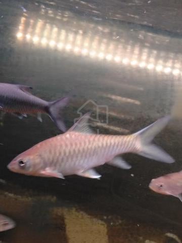 Tor Malabaricus aka Kelah Malabar Mahseer 5 inci - photo 3 of 6