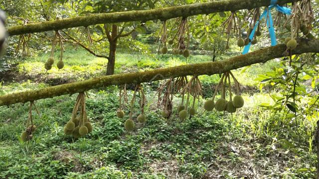 FOR SALE Raub Pahang Musang king & Black Thorn 1