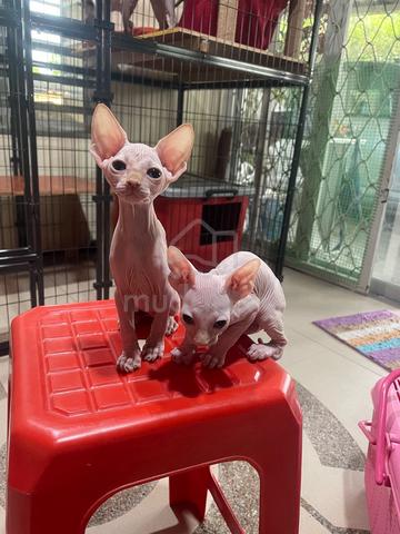 Carousel Image