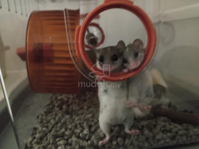 Carousel Image