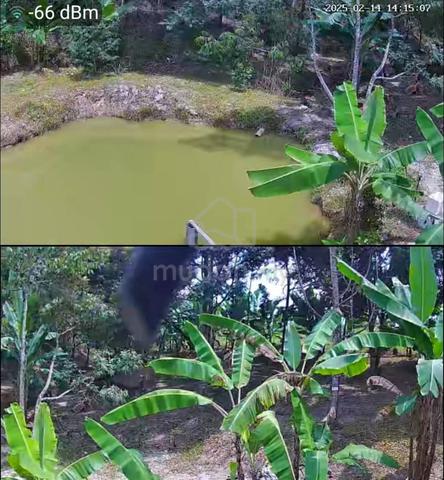 Freehold Orchard with Musang King & Fish Farm Kuala Klawang 5.8 acre 1