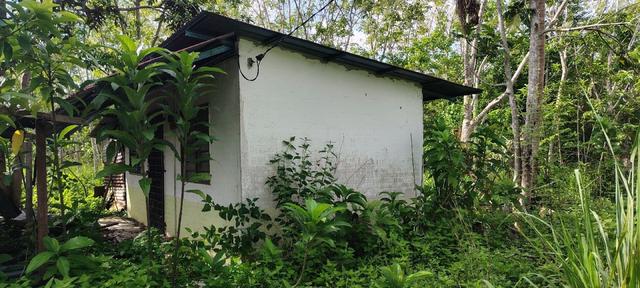 kebun getah 1