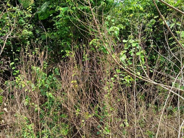 1 ac FREEHOLD FLAT NON BUMI💕FARMLAND 4KM to KAMUNTING TOWN💕 1
