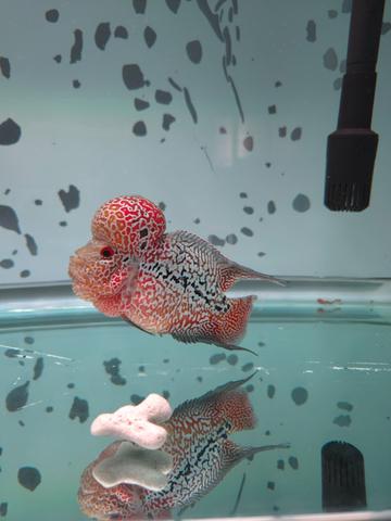 Flowerhorn kamfa F4 - photo 4 of 5