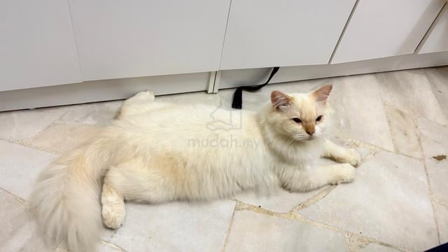 Cat Parsi Mix - photo 5 of 6