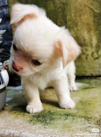 Chihuahua ~1 - photo 3 of 5
