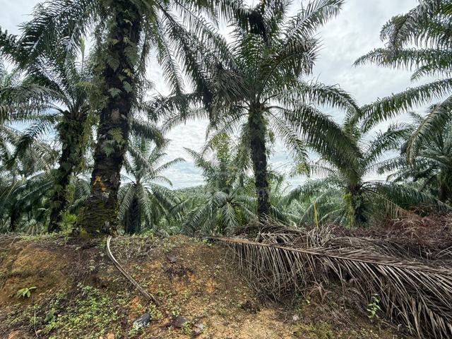 FIRST Layer attach Mainroad, Agriculture Land with Oil Palm Plantation 1