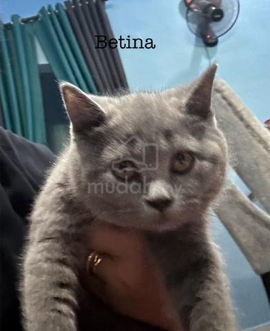 Carousel Image