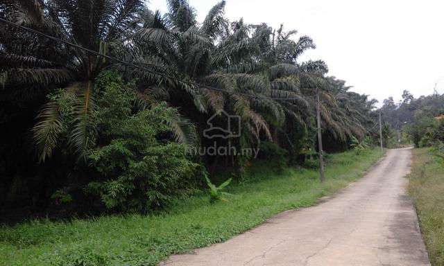 Palm Oil Estate Facing Main Road Bentong for Sale 3