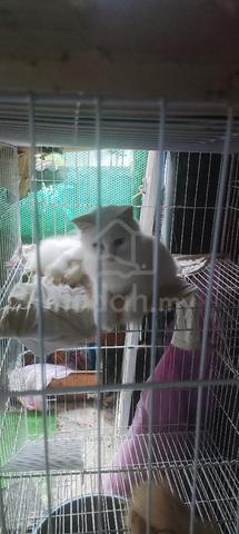 2 ekor dewasa kucing untuk dilepaskan..  - photo 2 of 6