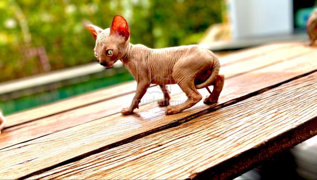 Pointed Sphynx Kitten - Pets for sale in Johor Bahru, Johor