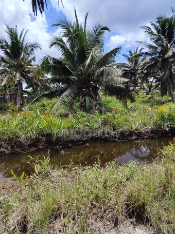4 acres Coconut Plantation Kota Tinggi 1