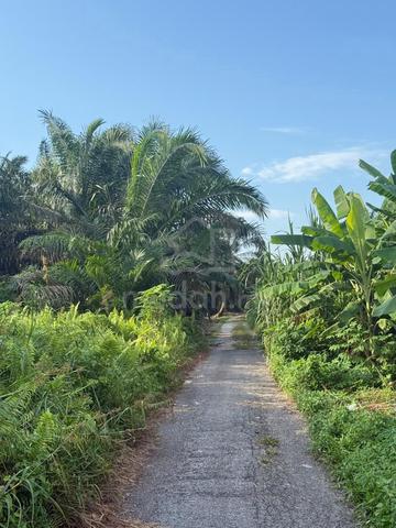 20acres Pekan Nanas Land, 3km from main road 1